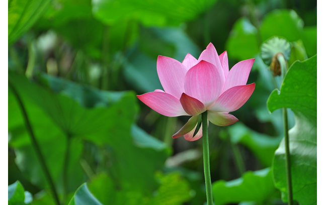 lotus