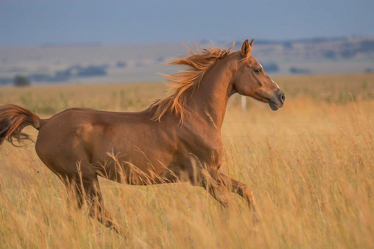 Horse Year Forecast Fengshui